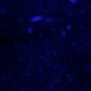 3 Charlotte Russe Suprise Items